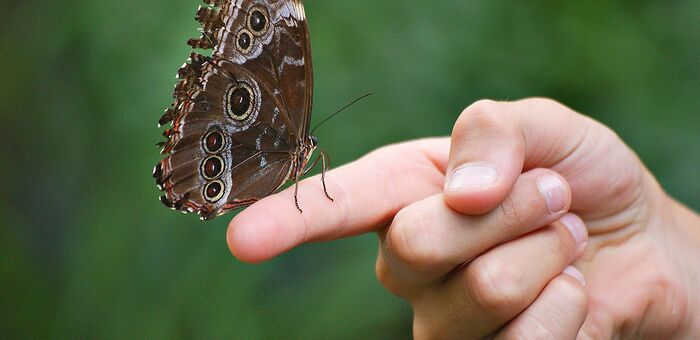 Schmetterling auf einem Finger / Andreas Zöllick/pixelio.de Schmetterling auf einem Finger
