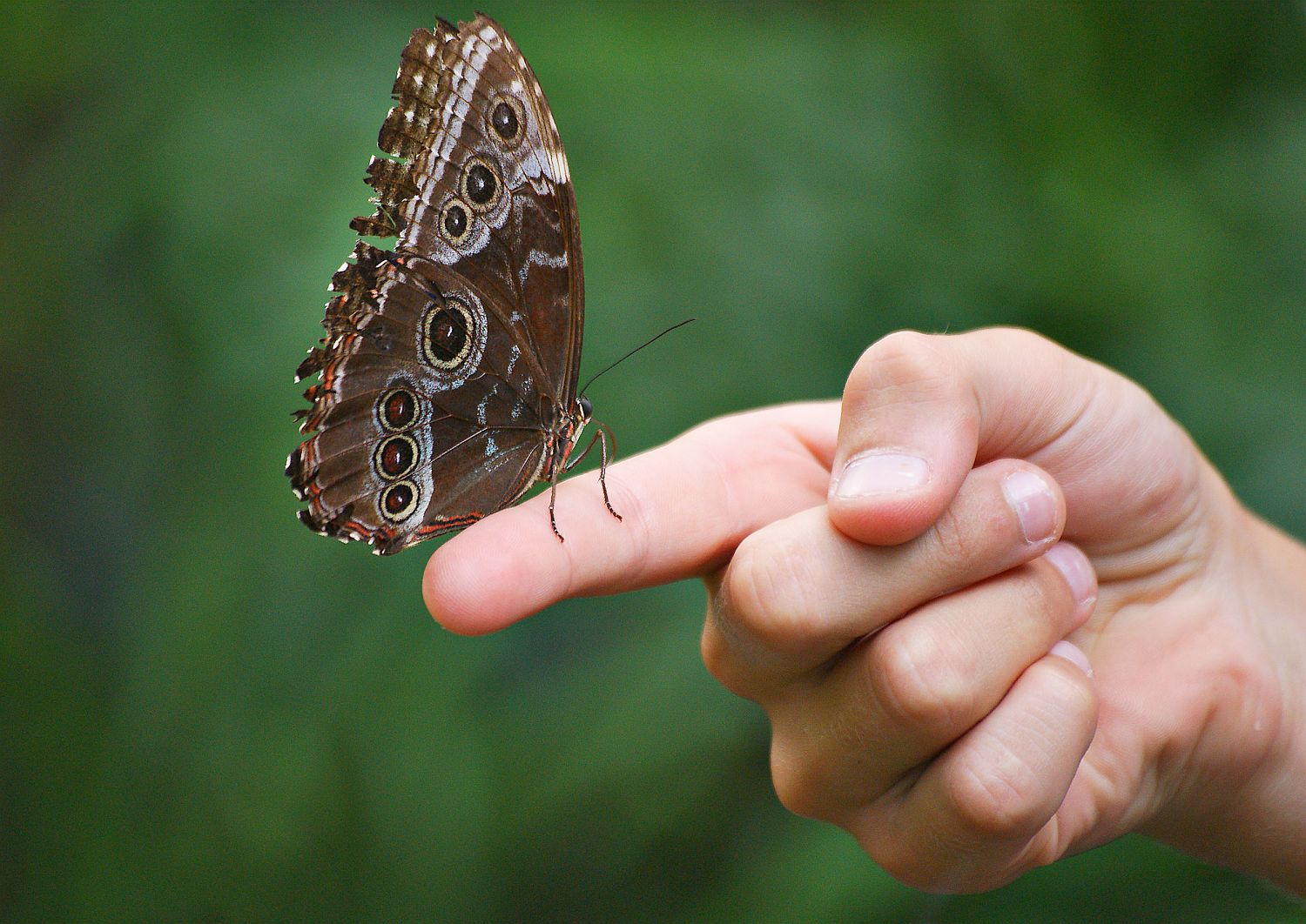 Schmetterling auf einem Finger