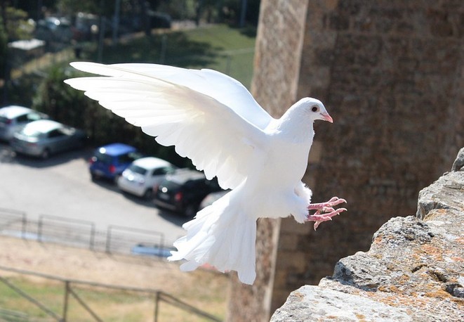 Friedenstaube